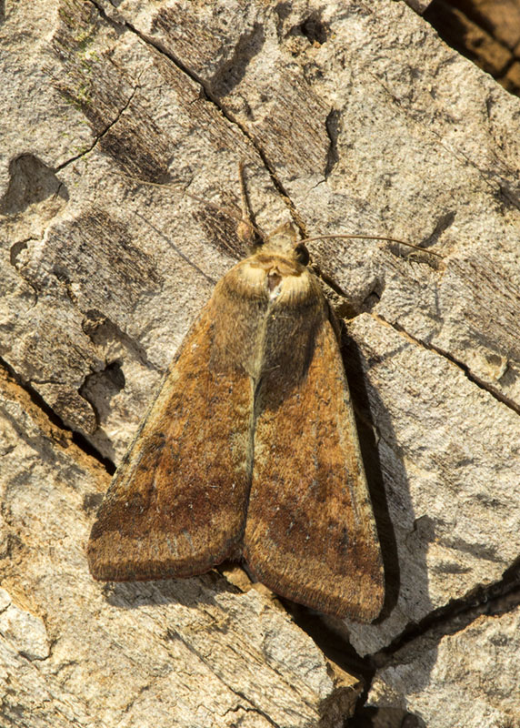 Noctuidae di fine settembre